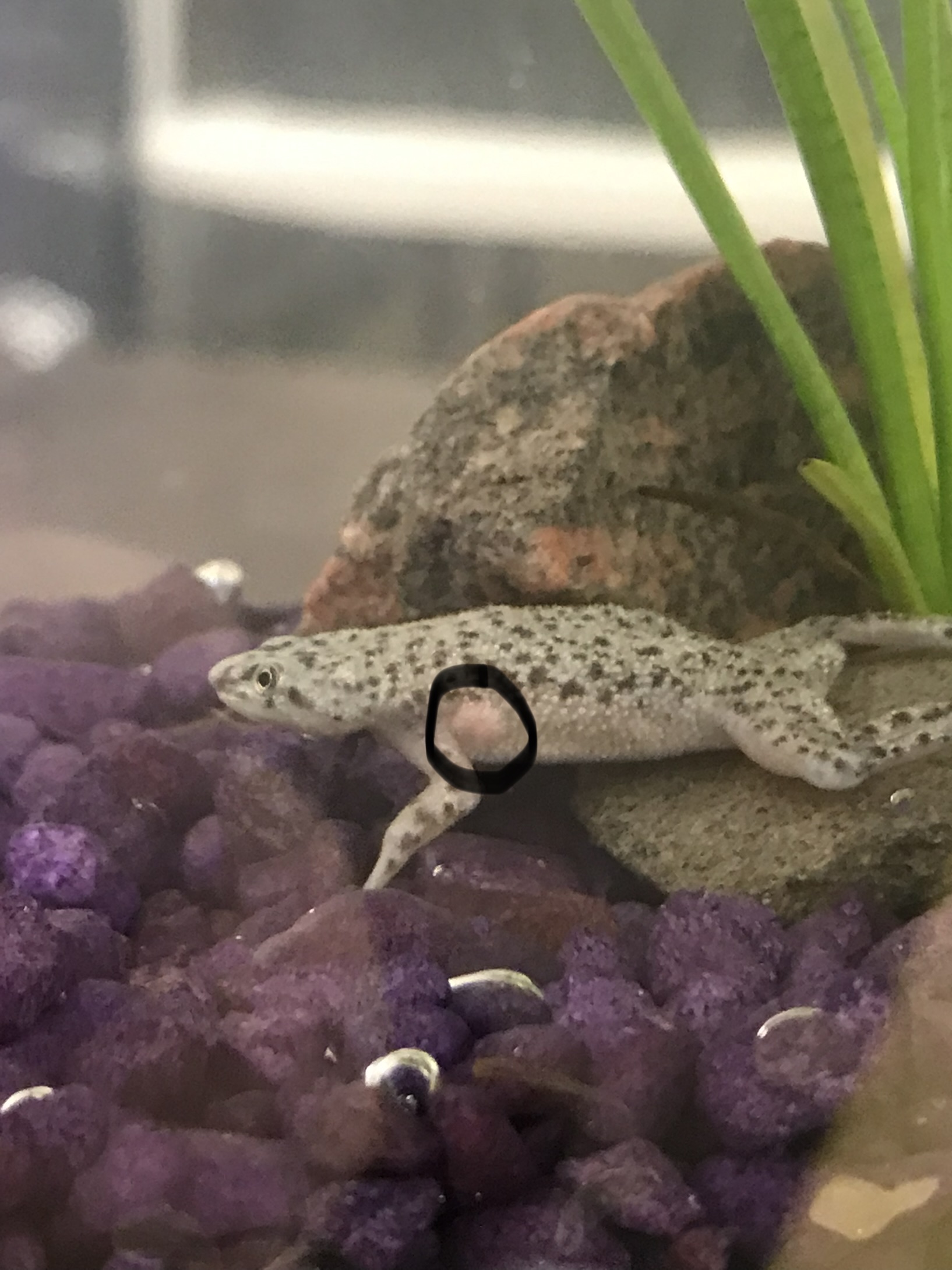 African best sale dwarf frog